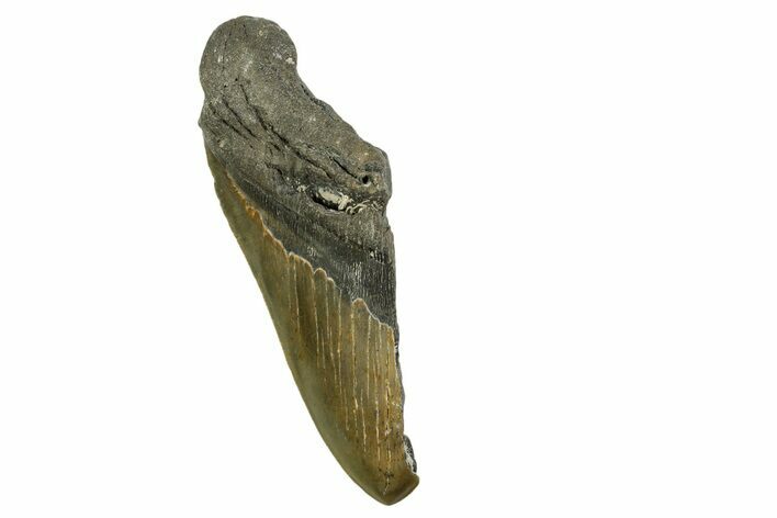 Bargain, Fossil Megalodon Tooth - Serrated Blade #376915
